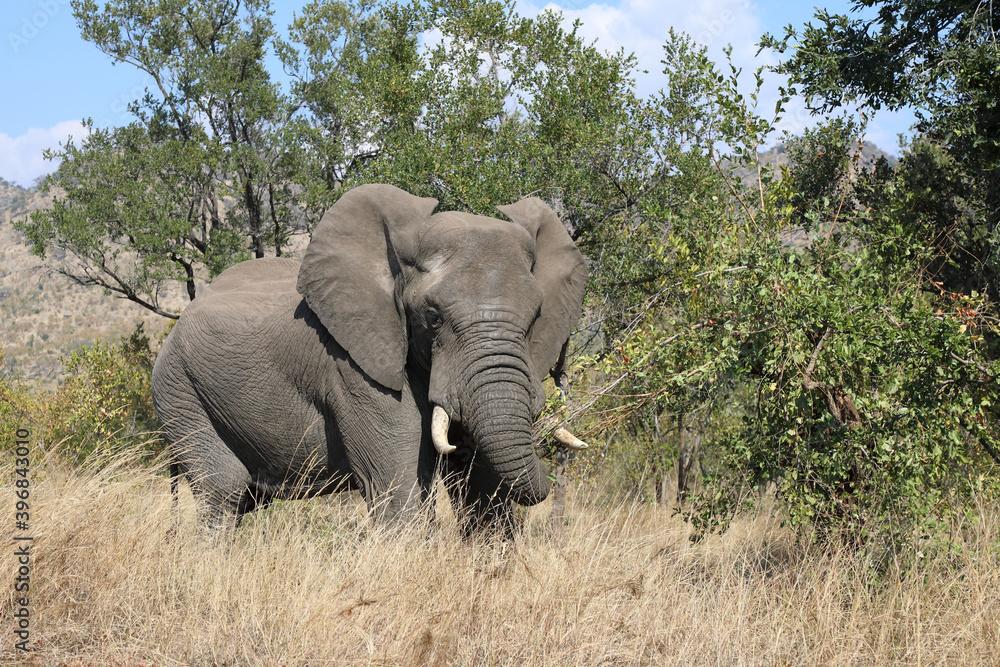 Obraz premium Afrikanischer Elefant / African elephant / Loxodonta africana