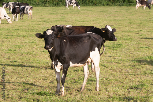 Fototapeta Naklejka Na Ścianę i Meble -  Holstein cows grazing in a field in Brittany