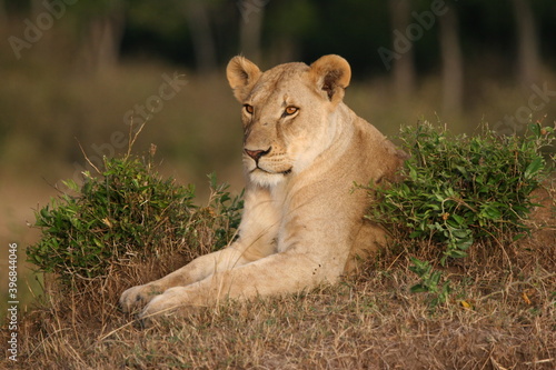 A gaze of a lioness watching the plains