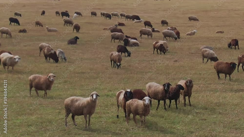 sheep farming, raising and breeding of domestic sheep. pastures for grazing, aerial view. farming, agriculture, livestock. sheep farming, raising and breeding of domestic sheep. pastures for grazing, aerial view. farming, agriculture, livestock.