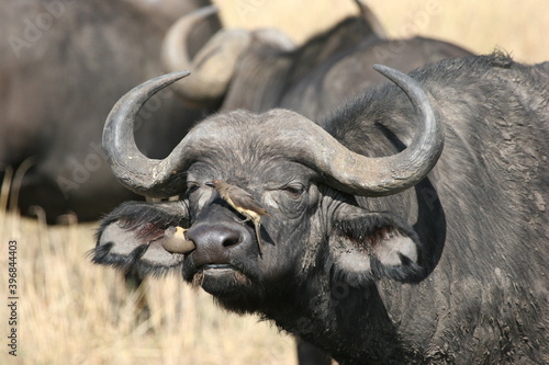 oxpeckers on the nose of a buffalos © naturespy