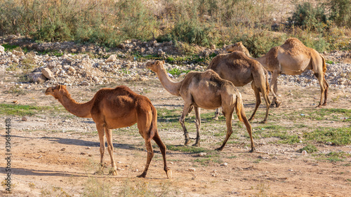 Four camels marching in unfolded formation