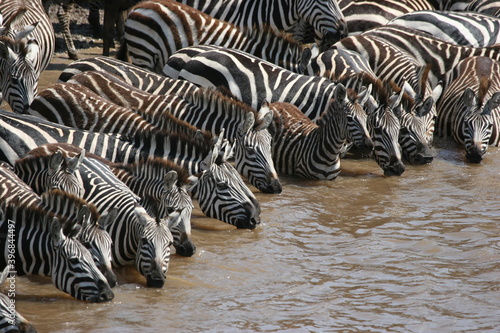 zebras drinking before crossing the river