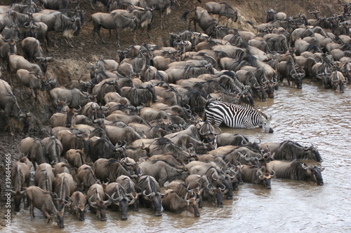 wildebeest in serengeti national park city