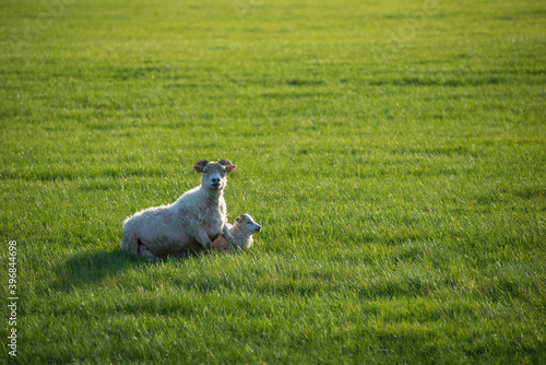 Icelandic landscape with grazing sheep