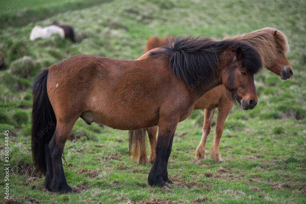 Icelandic horses in the highlands, Iceland Icelandic horses in the highlands, Iceland