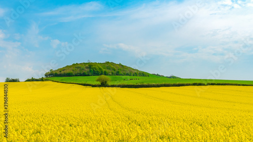 Rapeseed field and blue sky