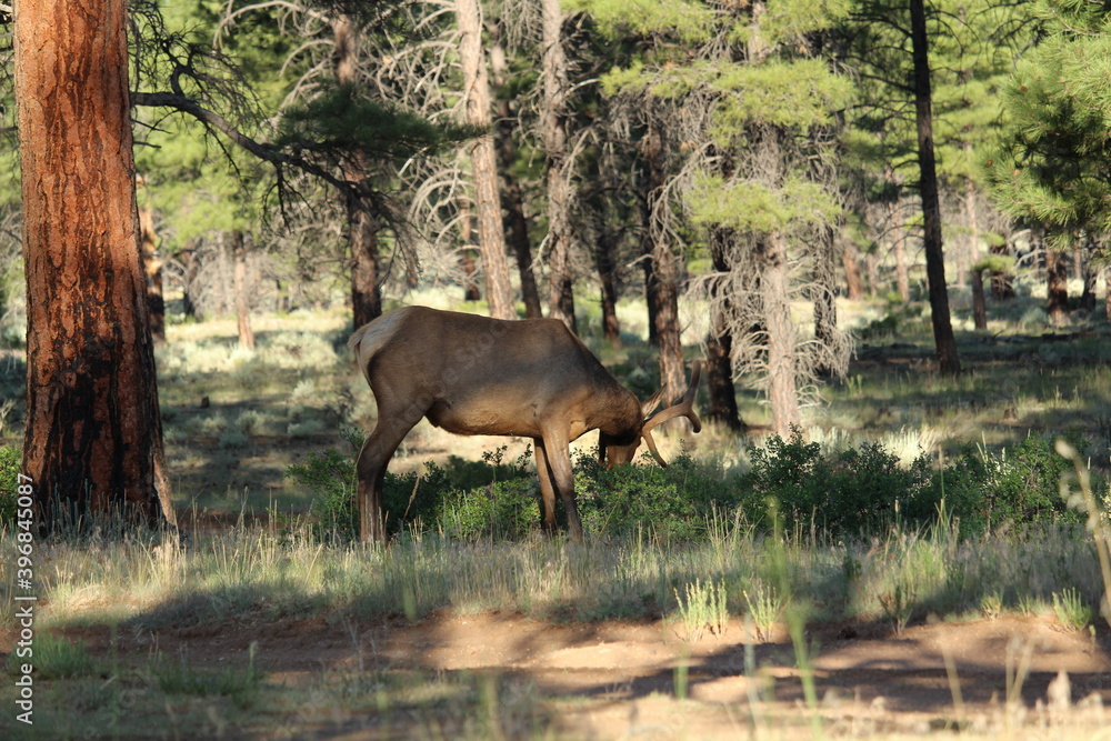 Elk passing through a campsite in the forest near Grand Canyon National Park, Arizona Elk passing through a campsite in the forest near Grand Canyon National Park, Arizona