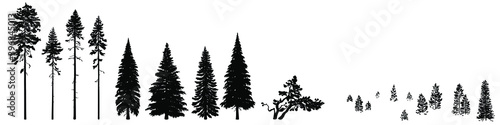 Photo Set of wild coniferous trees hand-drawn in silhouette