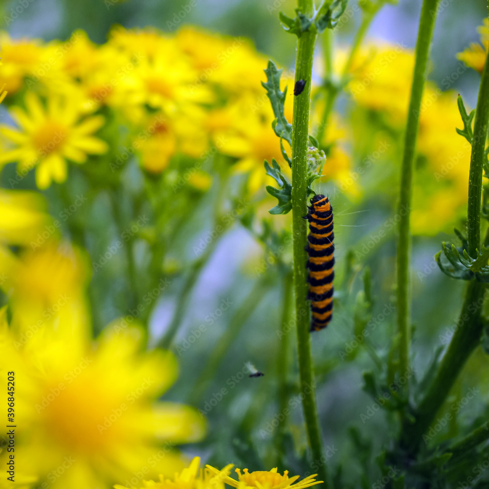 Striped caterpillar of the cinnabar moth, Tyria jacobaeae, on its food plant common ragwort