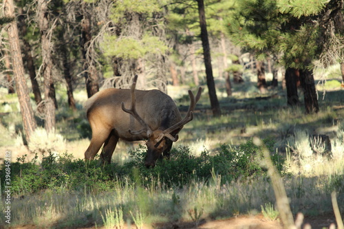 Elk passing through a campsite in the forest near Grand Canyon National Park, Arizona photo