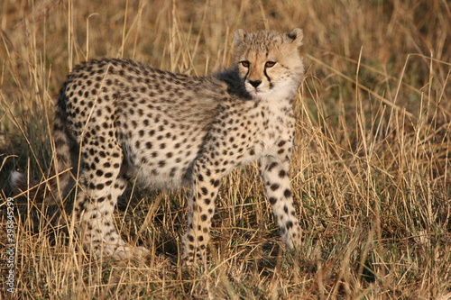 cheetah cub with a full stomach in the savannah