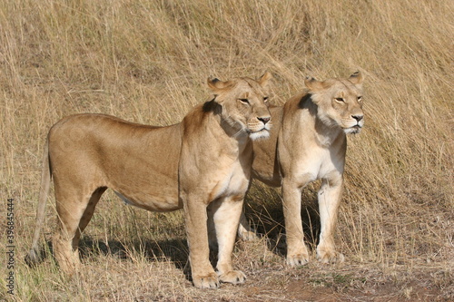 Two lionesses watching a prey © naturespy