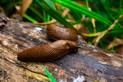 Fotografia Close up view of common brown Spanish slug on wooden log outside