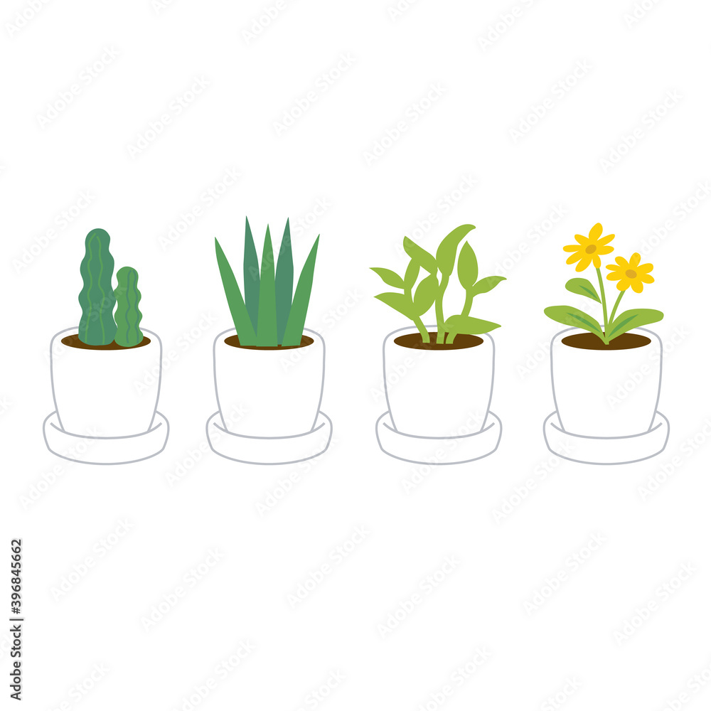 Obraz premium plant in a pot.
