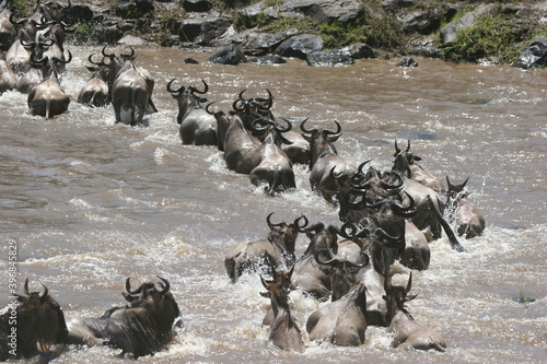 Wildebeests crossing mara river