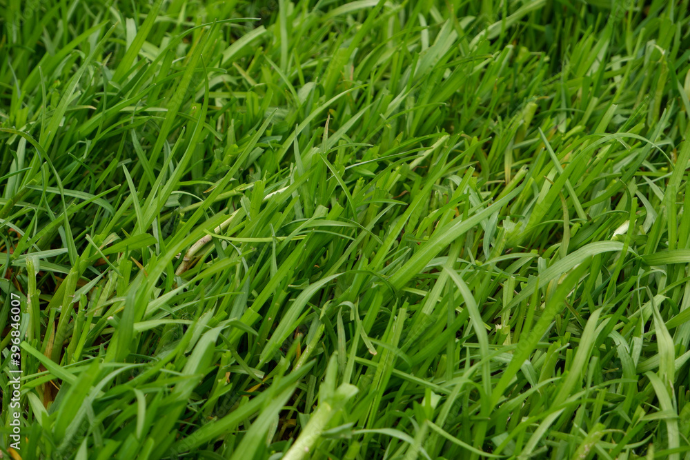 Green grass natural background texture, Lawn for the background Green grass natural background texture, Lawn for the background