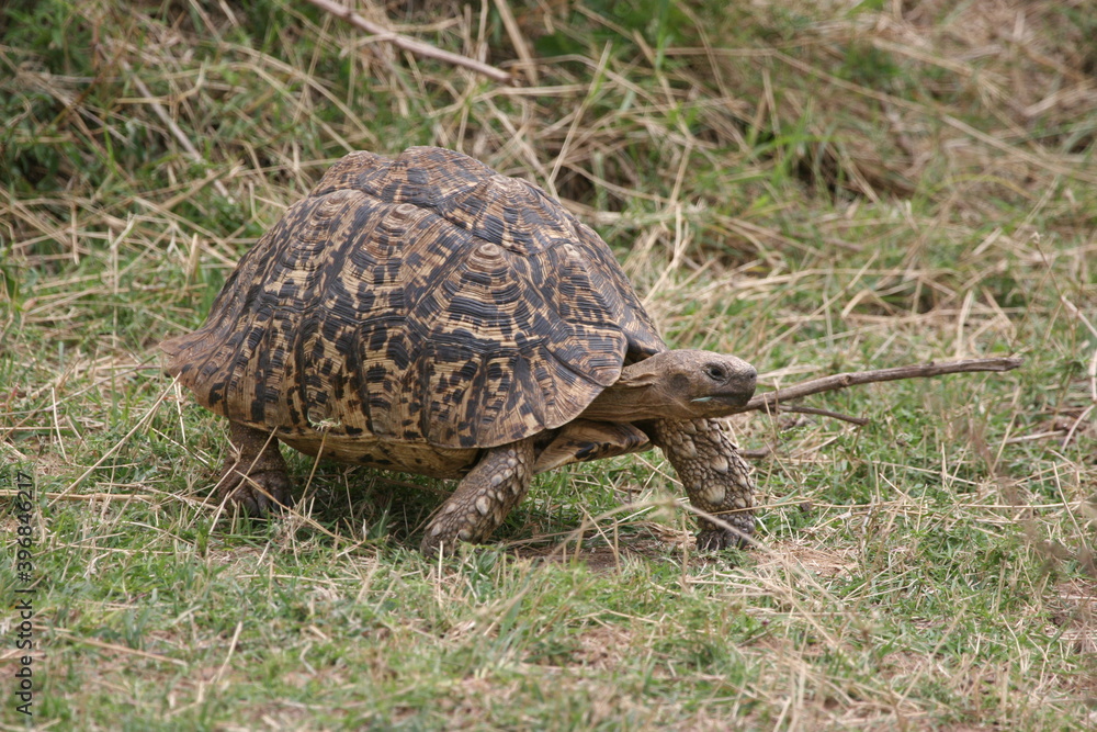 Fototapeta premium tortoise on the ground