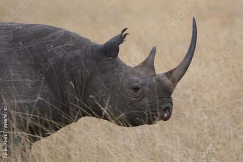 black rhino in the wild