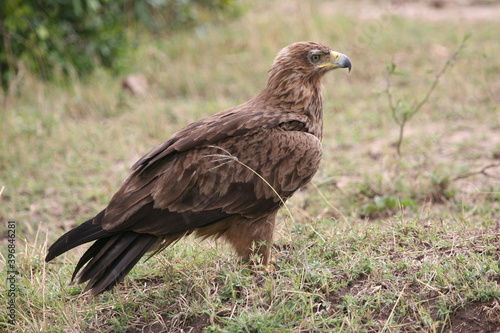 red tailed hawk © naturespy