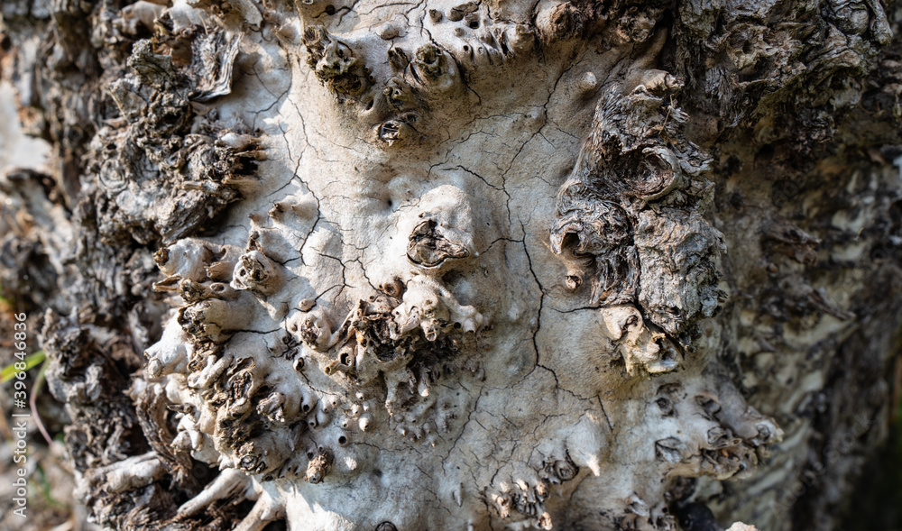old tree stump cut texture old tree stump cut texture