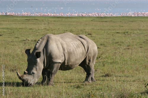 white rhino in the wild © naturespy