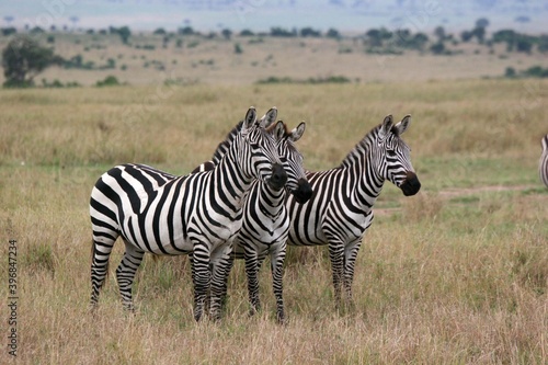 Three zebras in a line