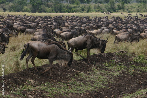 wildebeest in serengeti