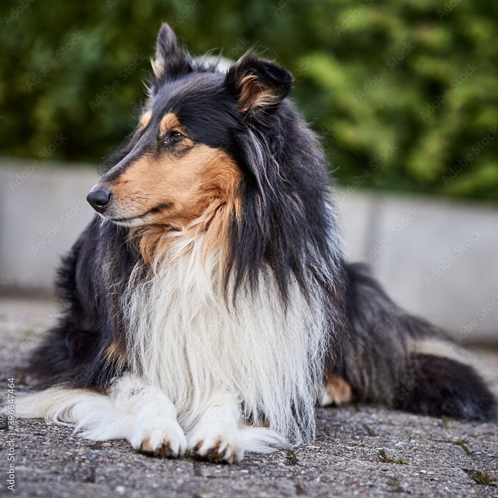 Amerikanischer Langhaar Collie Lassie Amerikanischer Langhaar Collie Lassie