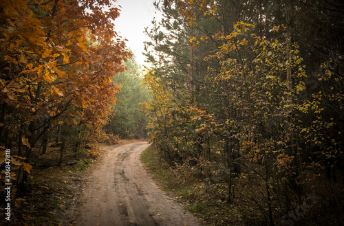 Dirt road in the autumn forest  yellow leaves in the trees and on the ground