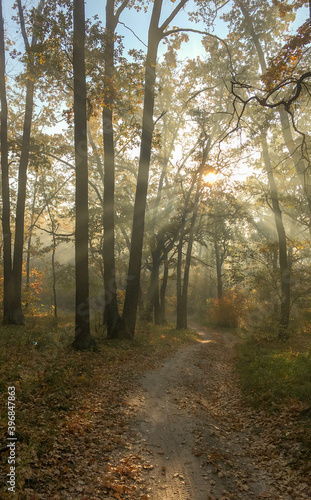 Dirt road in the autumn forest, yellow leaves in the trees and on the ground © maykal
