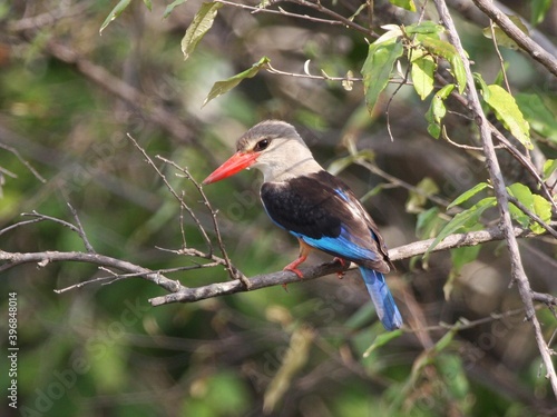 red billed kingfisher photo