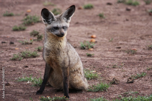 bat eared fox