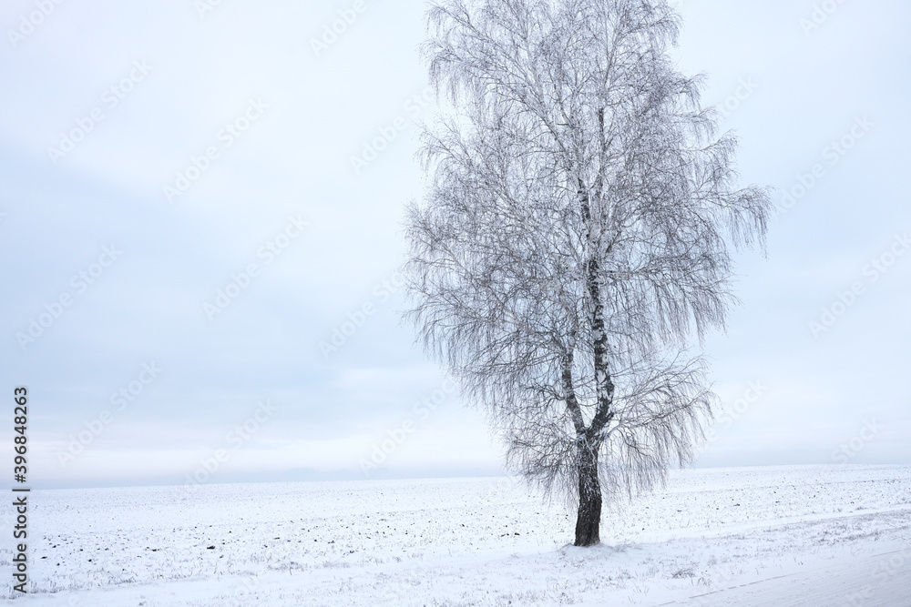 A lone tree on a cloudy day in the middle of a snow-covered plain. Copy space. A lone tree on a cloudy day in the middle of a snow-covered plain. Copy space.