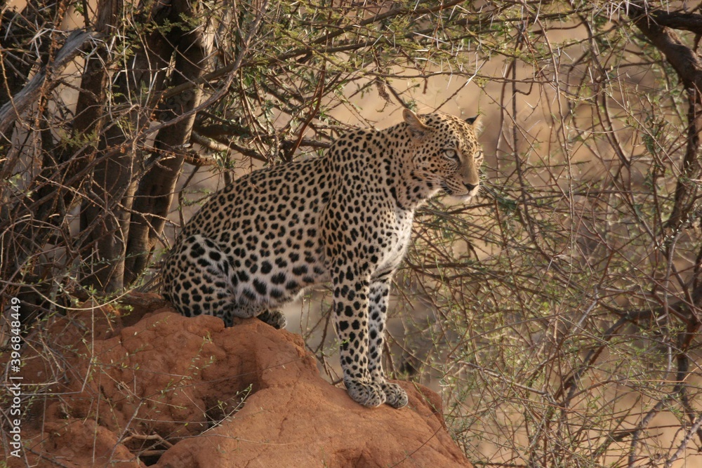 Obraz premium leopard in the tree