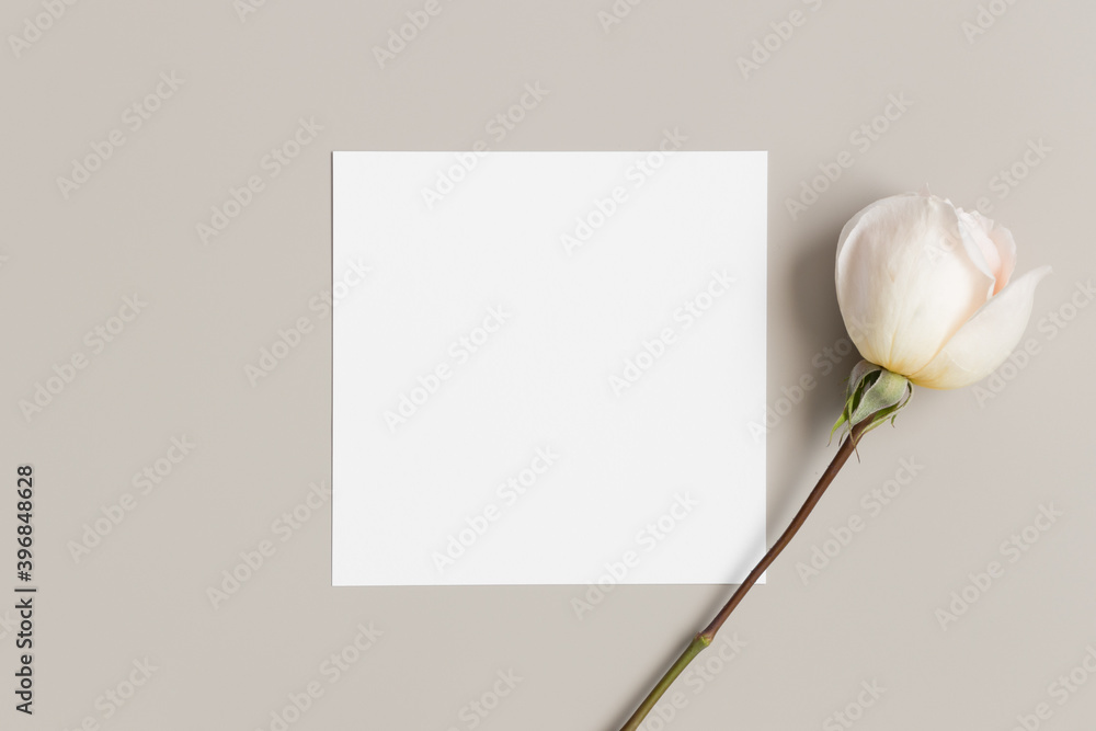 Fototapeta premium Square invitation card mockup with a rose on a beige table.