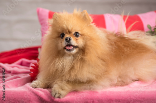 Adorable pomeranian spitz with decorations in the studio