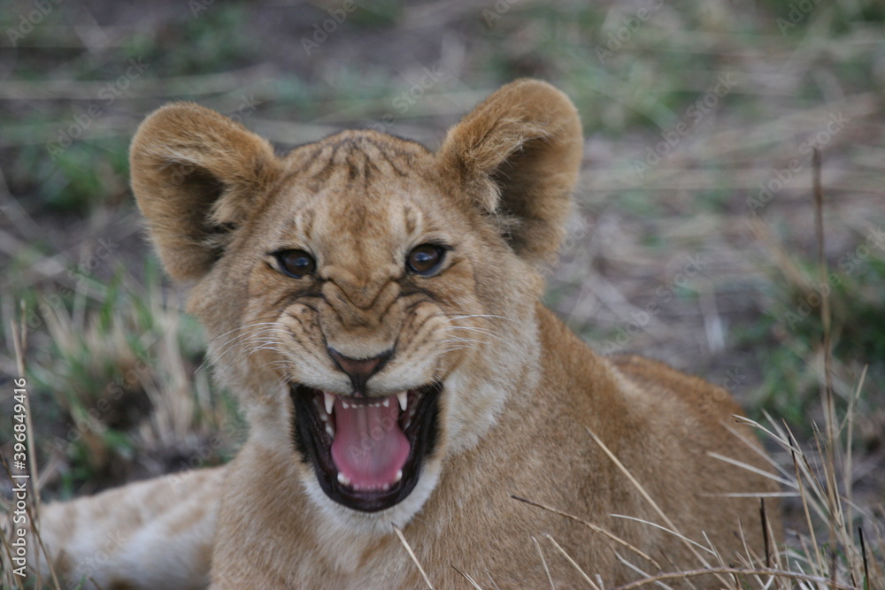 lion cub and lioness lion cub and lioness