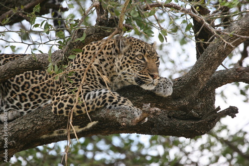 leopard resting on tree
