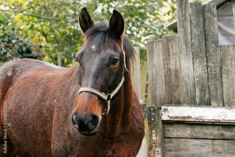 Obraz premium close up horse portrait, shabby wooden background