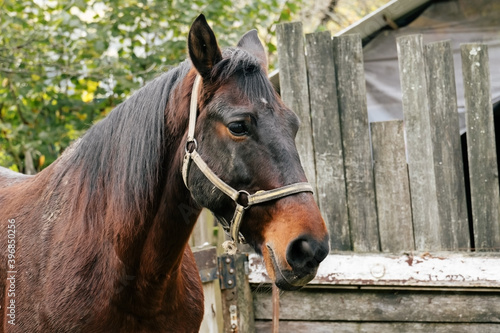 close up horse portrait  shabby wooden background