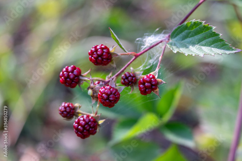 closeup of red blackberry berries  on a branch