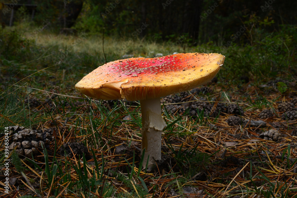 Fototapeta premium Amanita mushroom in the forest