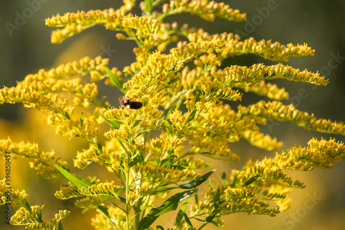 flowering Canadian goldenrod with a bee in the sunlight closeup © Serge