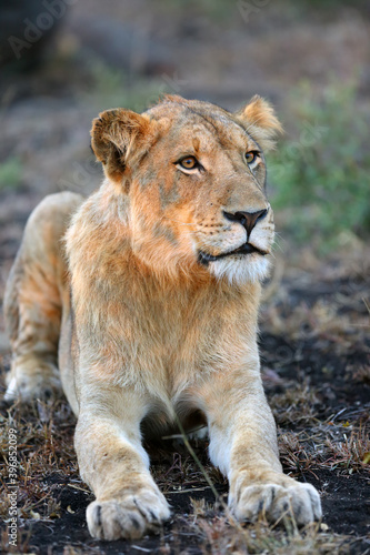 The lion (Panthera leo), a young male in the sunset. A young African lion with a massive head with a hint of mane in the beginning gloom.
