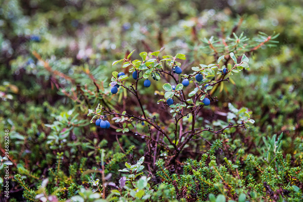 Autumn forest in the tundra Autumn forest in the tundra