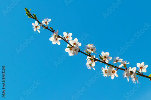 Tree branch with white flowers in sunny weather on a background of blue sky