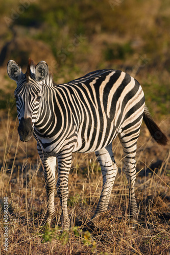 The plains zebra  Equus quagga   also known as the common zebra