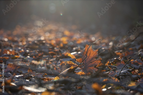 Autumn impressions, autumn leaf