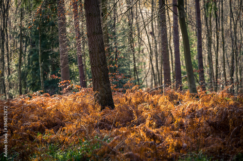 Fern flowers in the autumn forest